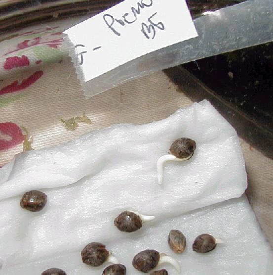 germination of seeds. All seeds from our collection