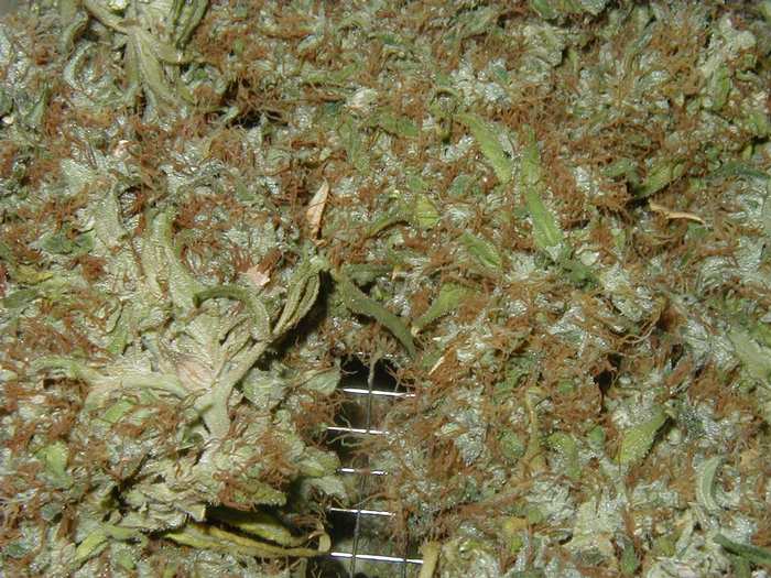 cannabis-drying.jpg