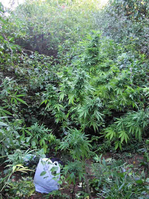 pictures of weed plants. huge weed plant all plants
